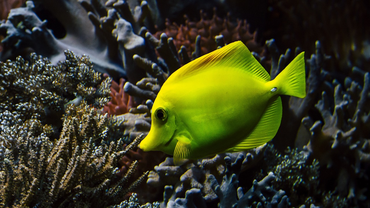 A fish near a coral reef