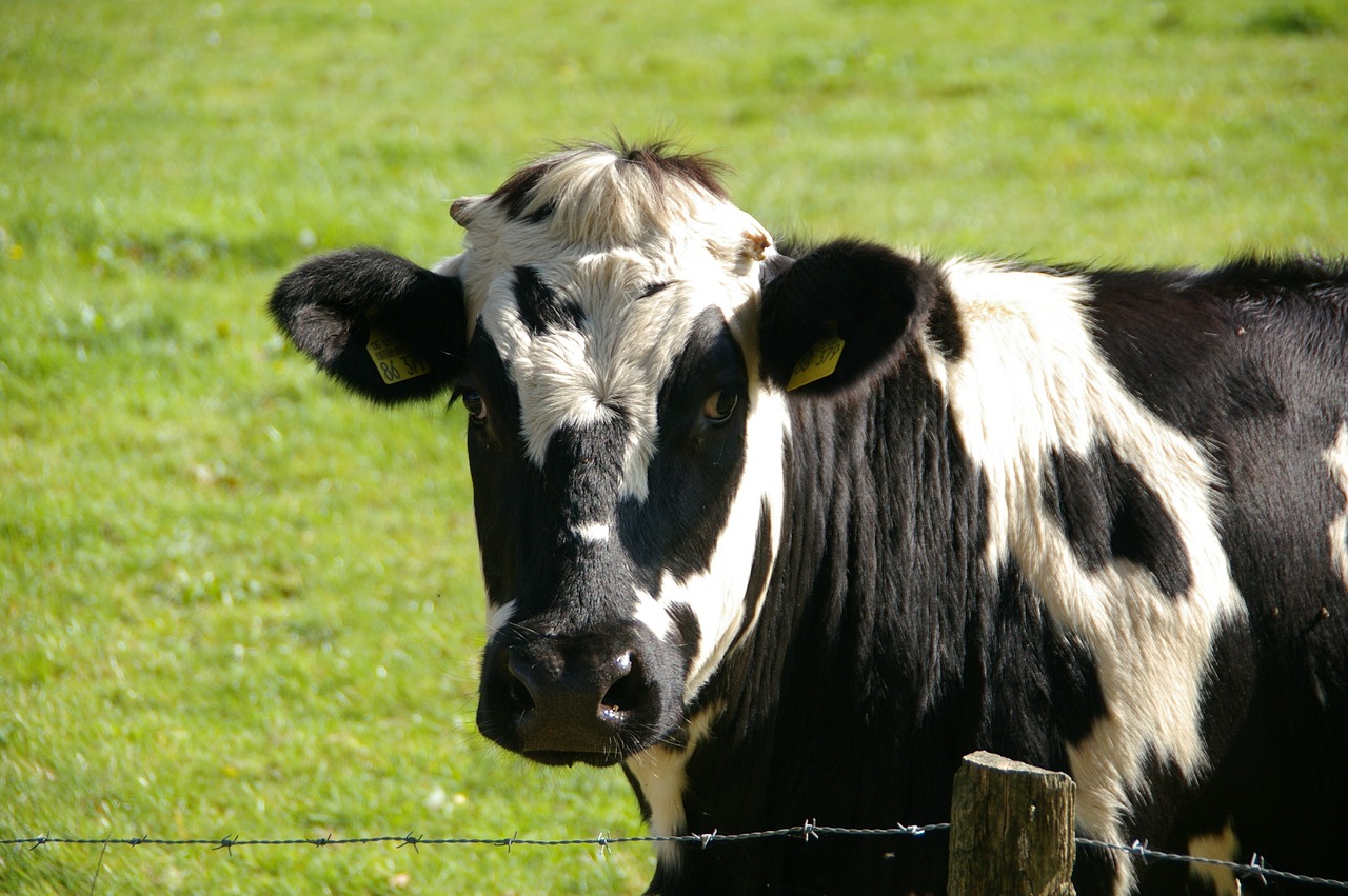A cow on a farm on Hawaii