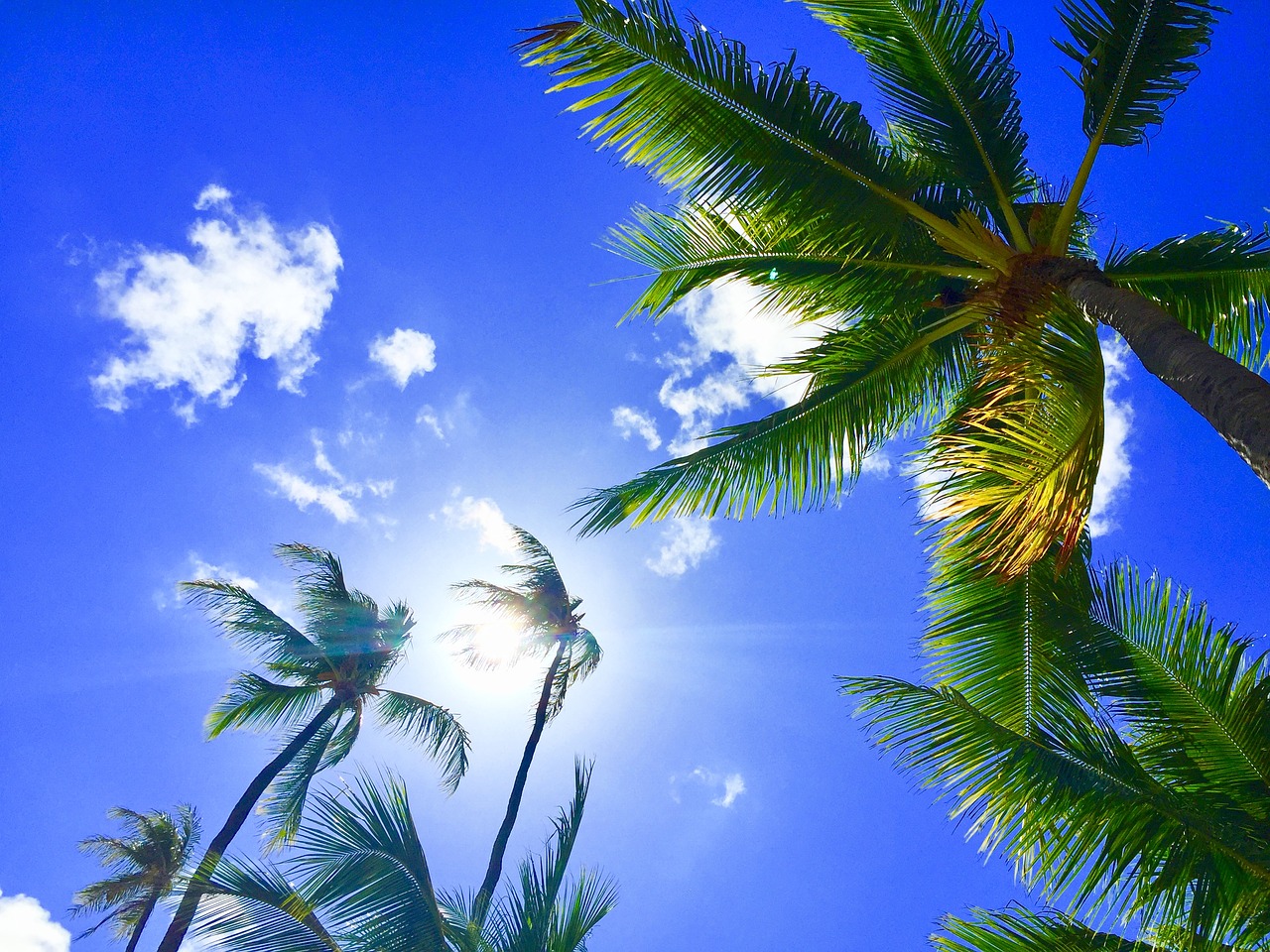 Photo of the Sky and Palm Trees from Our Hawaii Summer Rentals.
