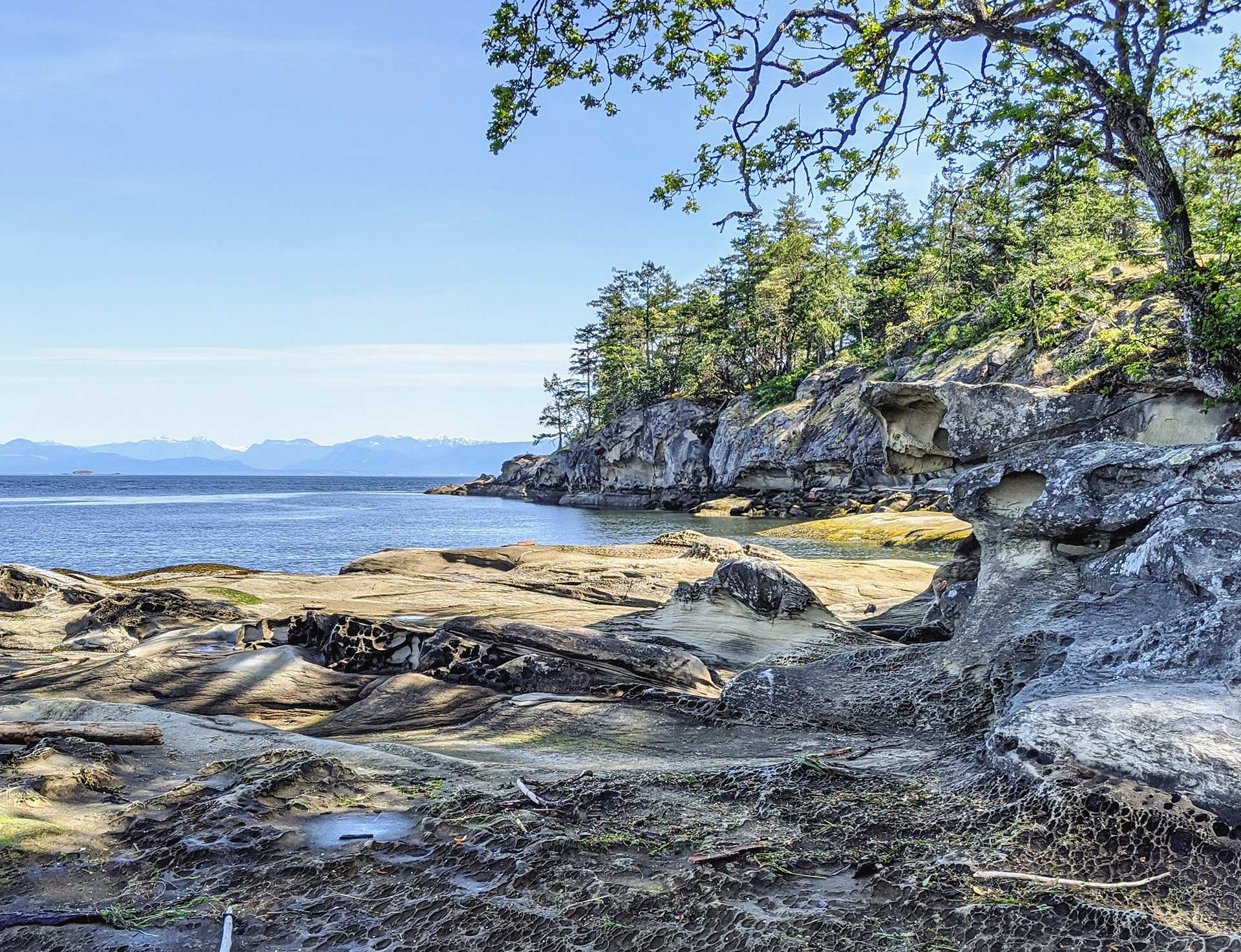 Picture of Pine Trees at the Beach Near our Vacation Rentals on Vancouver Island.