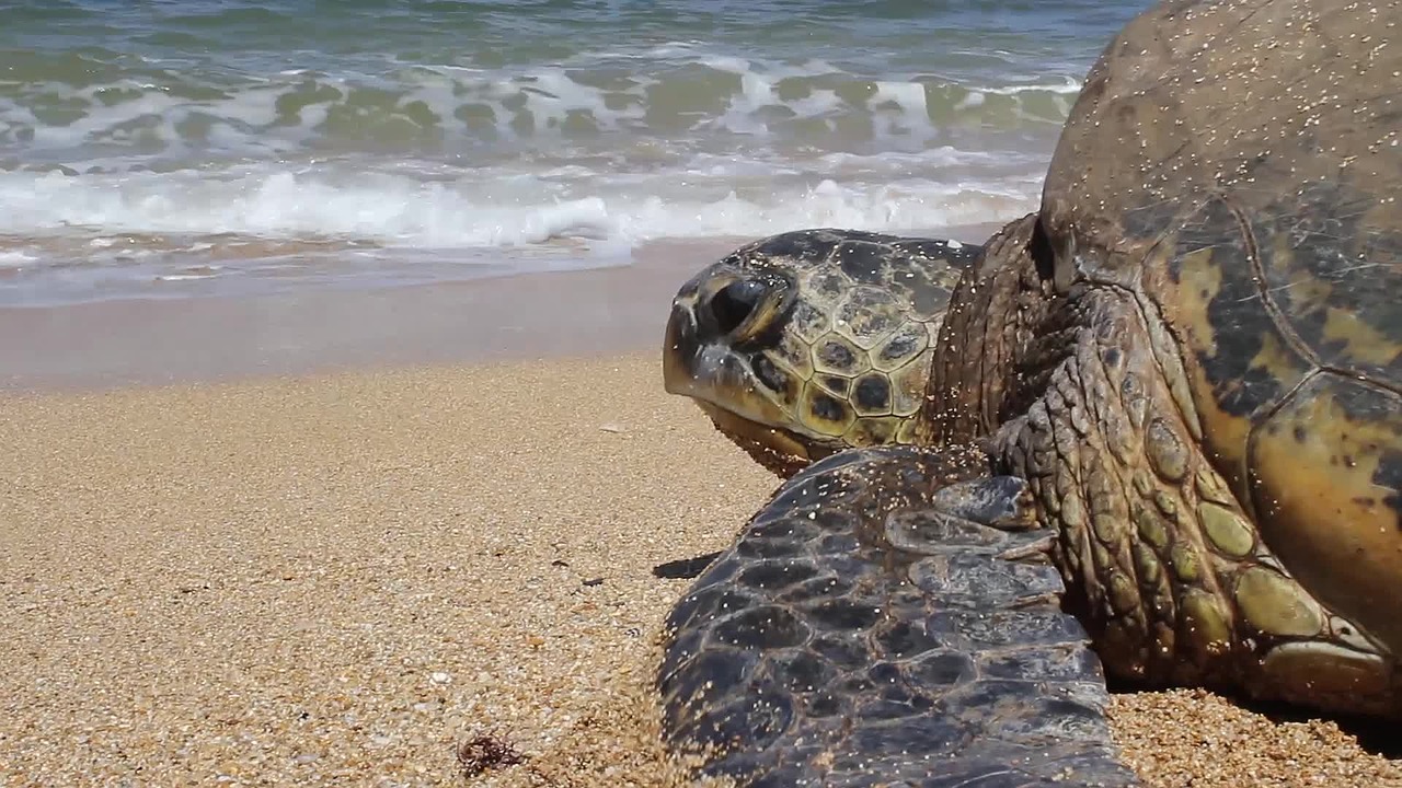 Sea Turtles seen on the Oahu Off the Beaten Path