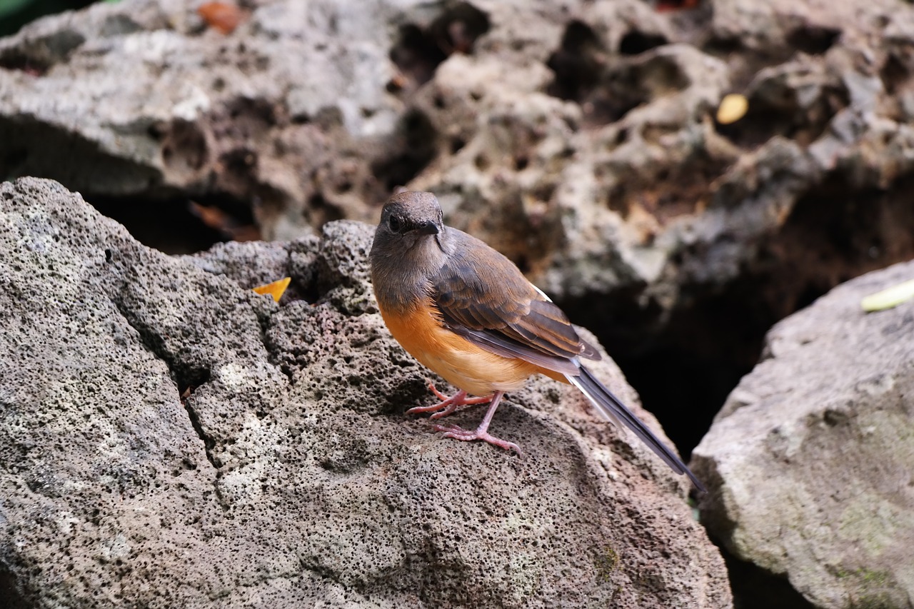 A bird on tropical rocks