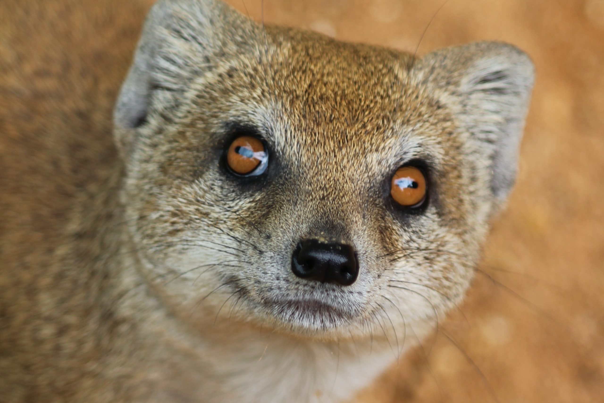 The Story of the Mongoose in Hawaii | Ola Properties