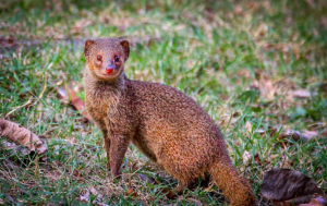 Red Nosed Mongoose